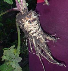 Parsnip from the allotment